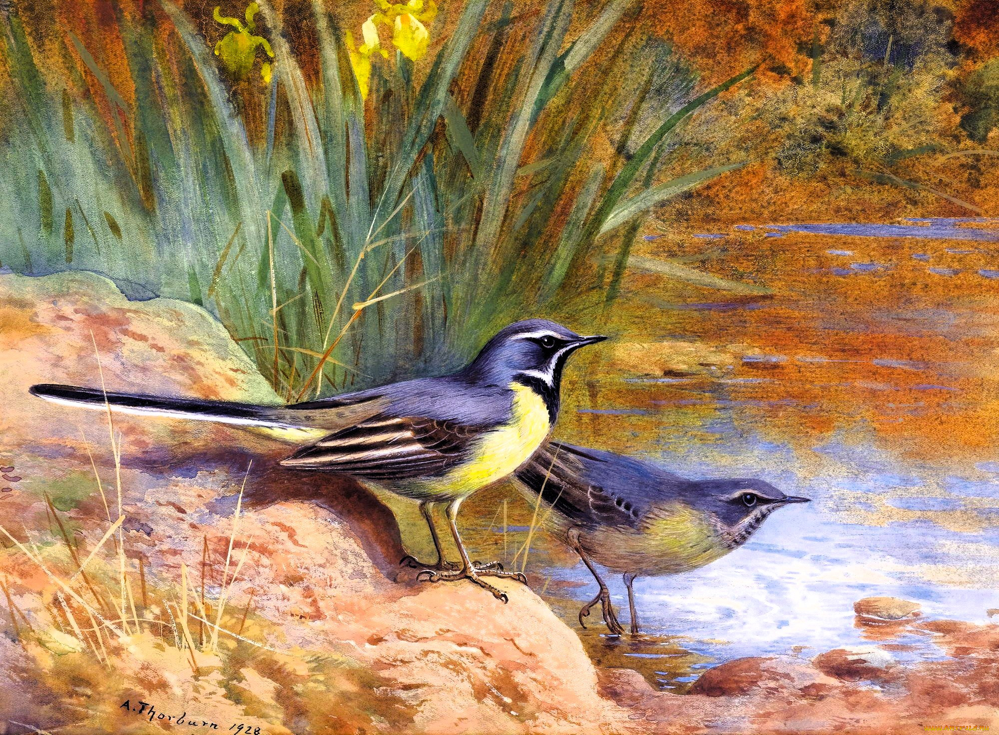 , archibald thorburn, , , , , , 